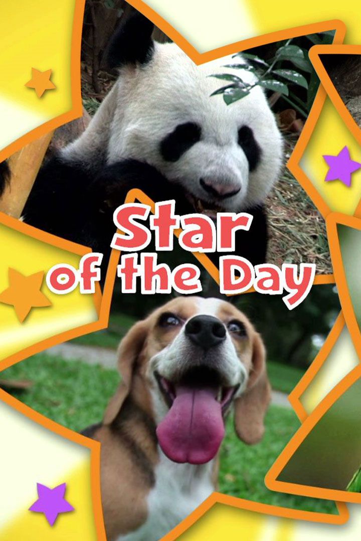 Star of the Day poster