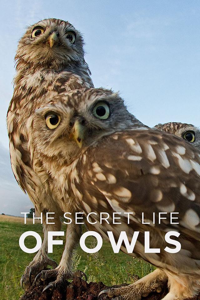 The Secret Life Of Owls poster