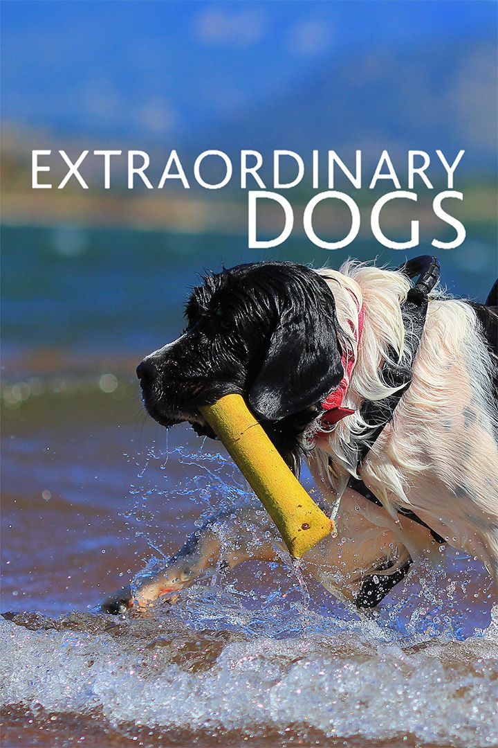 Extraordinary Dogs poster