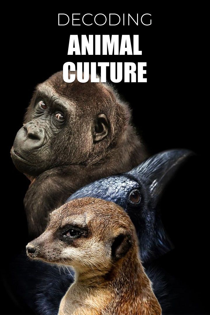 Decoding Animal Culture poster