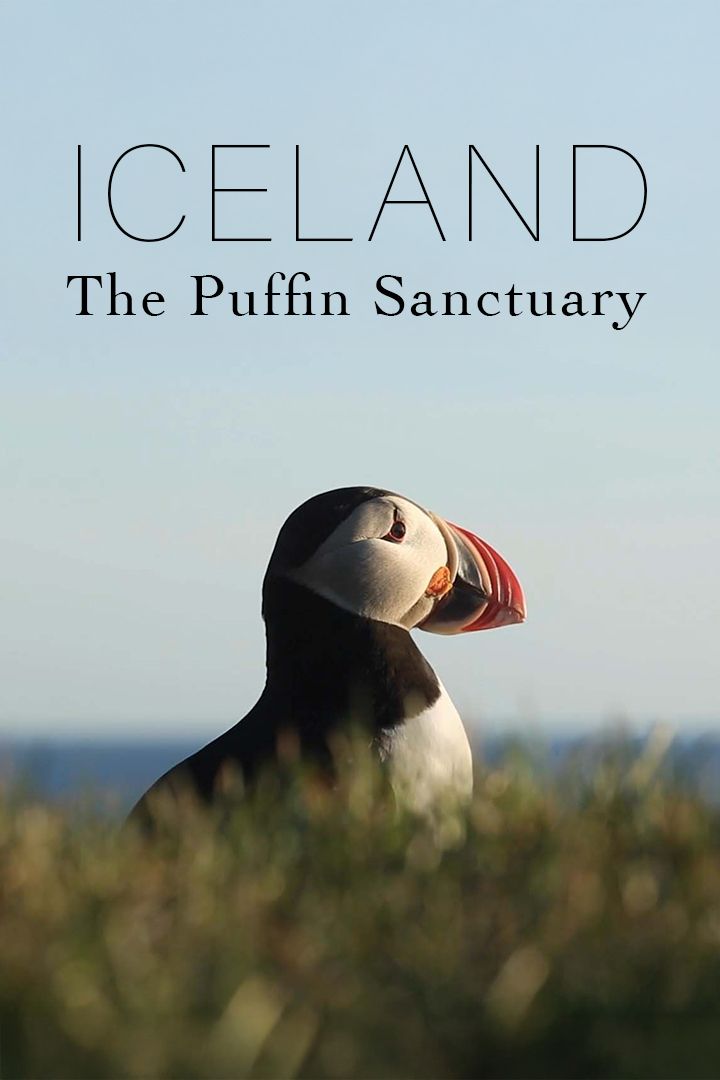 Iceland: The Puffin Sanctuary poster