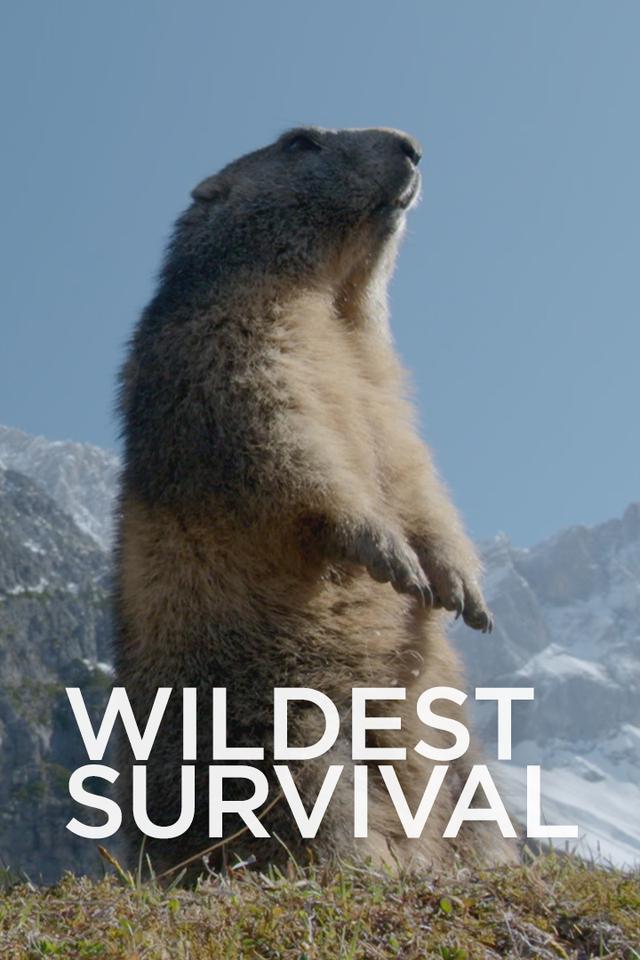 Wildest Survival poster