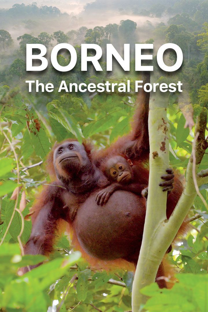Borneo, The Ancestral Forest poster