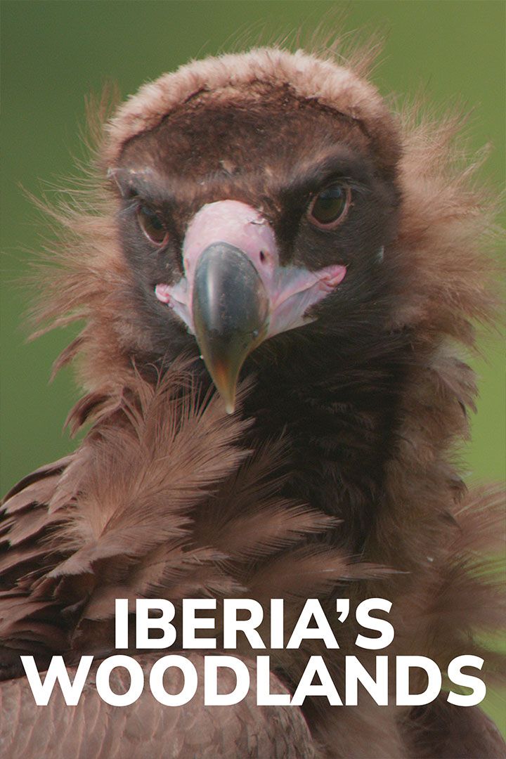 Iberia’s Woodlands poster