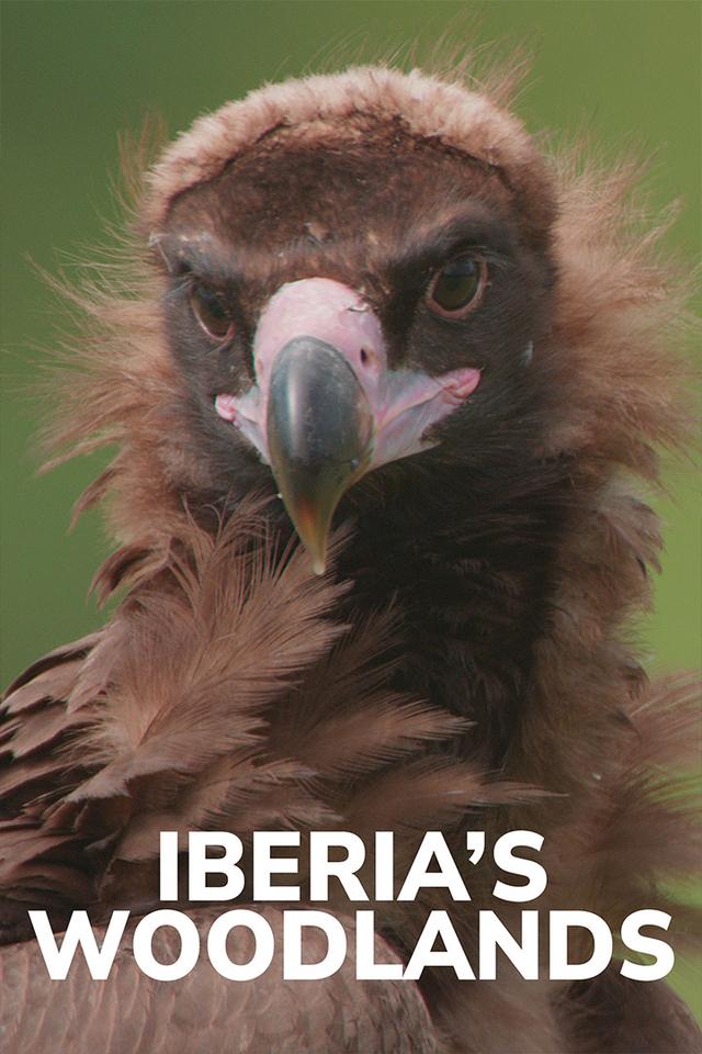 Iberia’s Woodlands poster