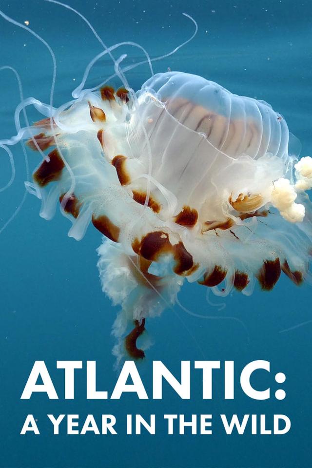 Atlantic: A Year In The Wild poster