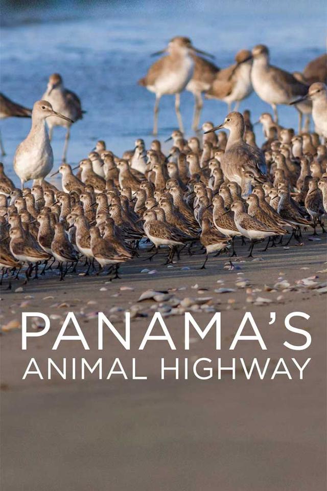 Panama's Animal Highway poster