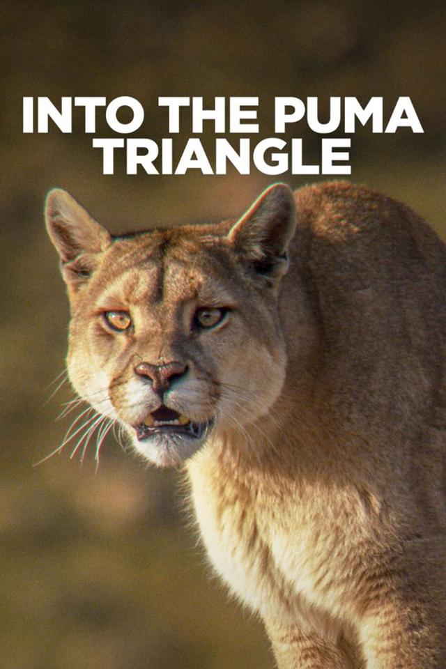 Into the Puma Triangle poster