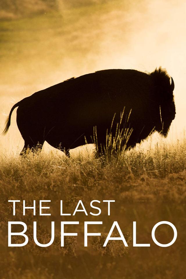 The Last Buffalo poster