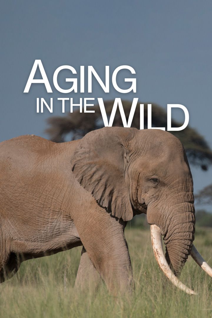 Aging in the Wild poster