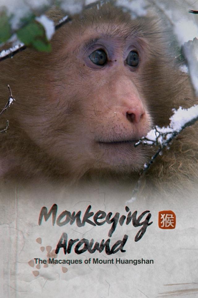 Monkeying Around: The Macaques Of Huangshan poster