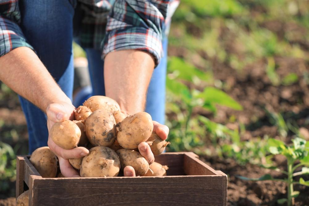 Green week: Potato lunch - about potatoes, food safety and food waste