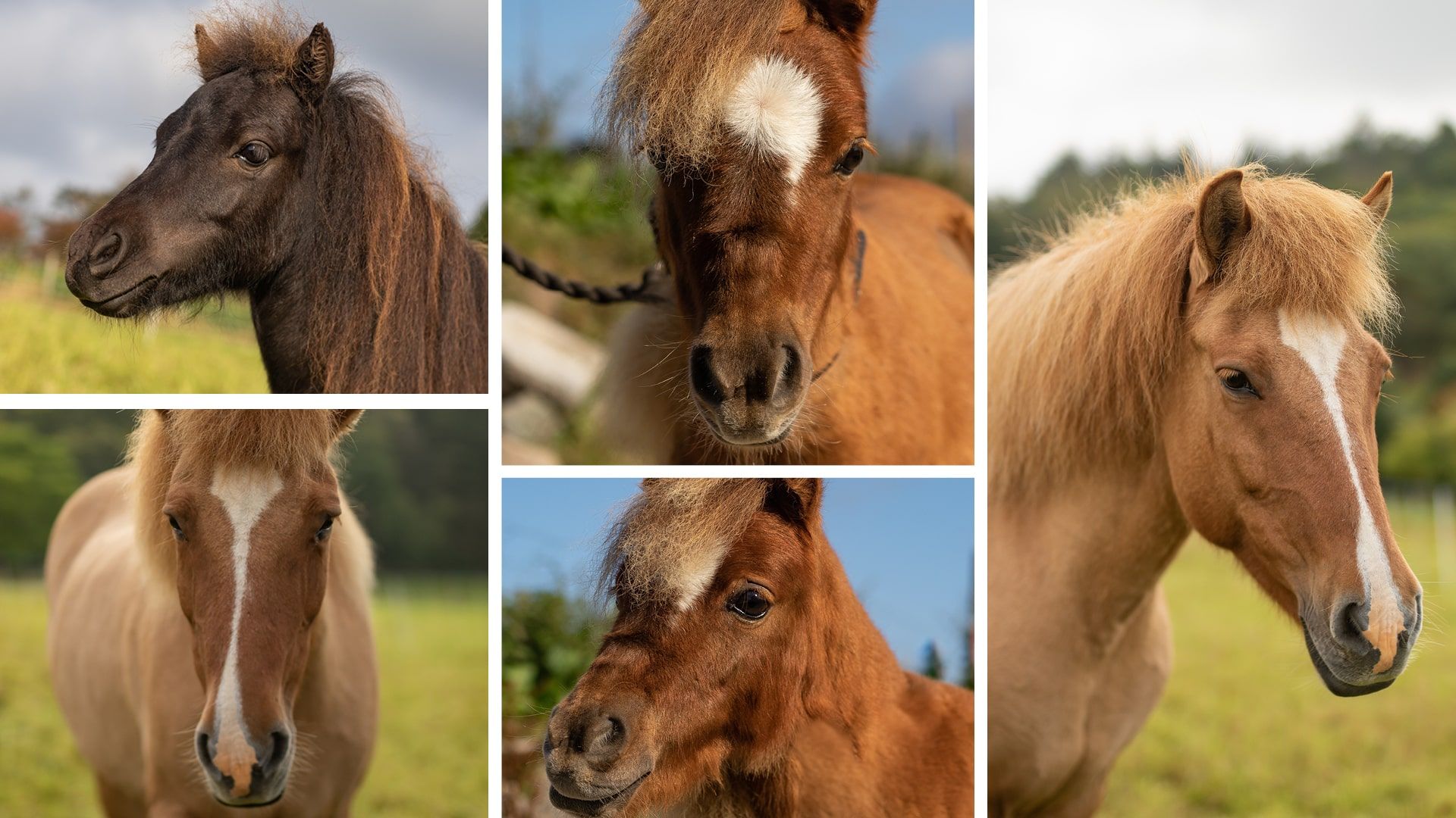 Therapy horses