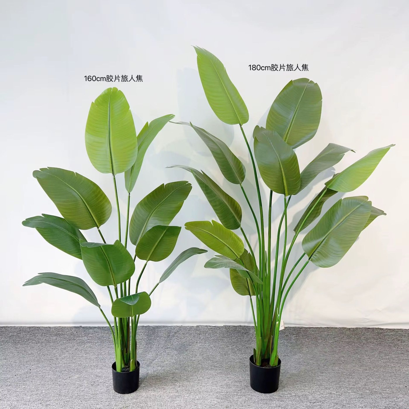 Banana Plant Tree Big