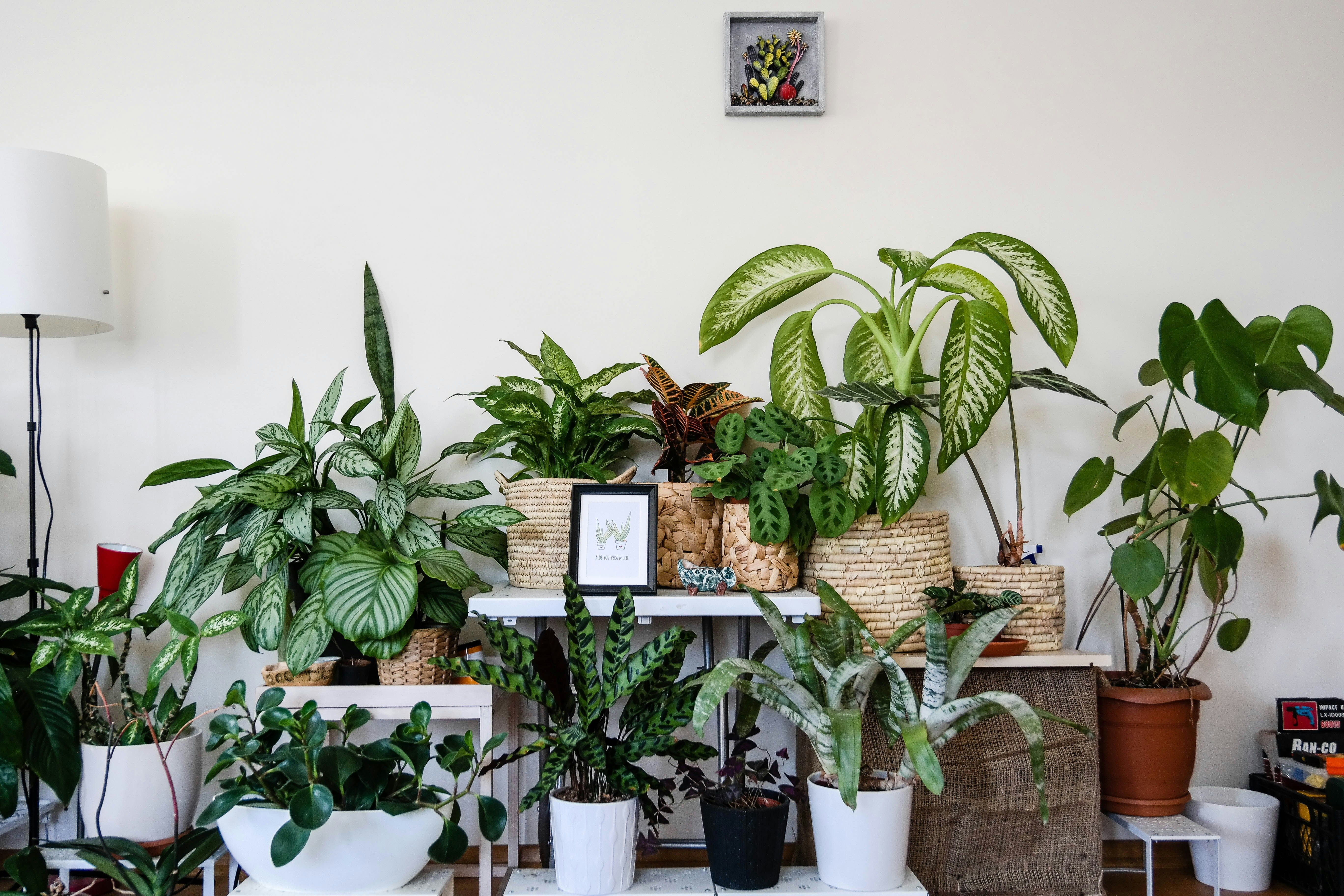 Plants & Greenery