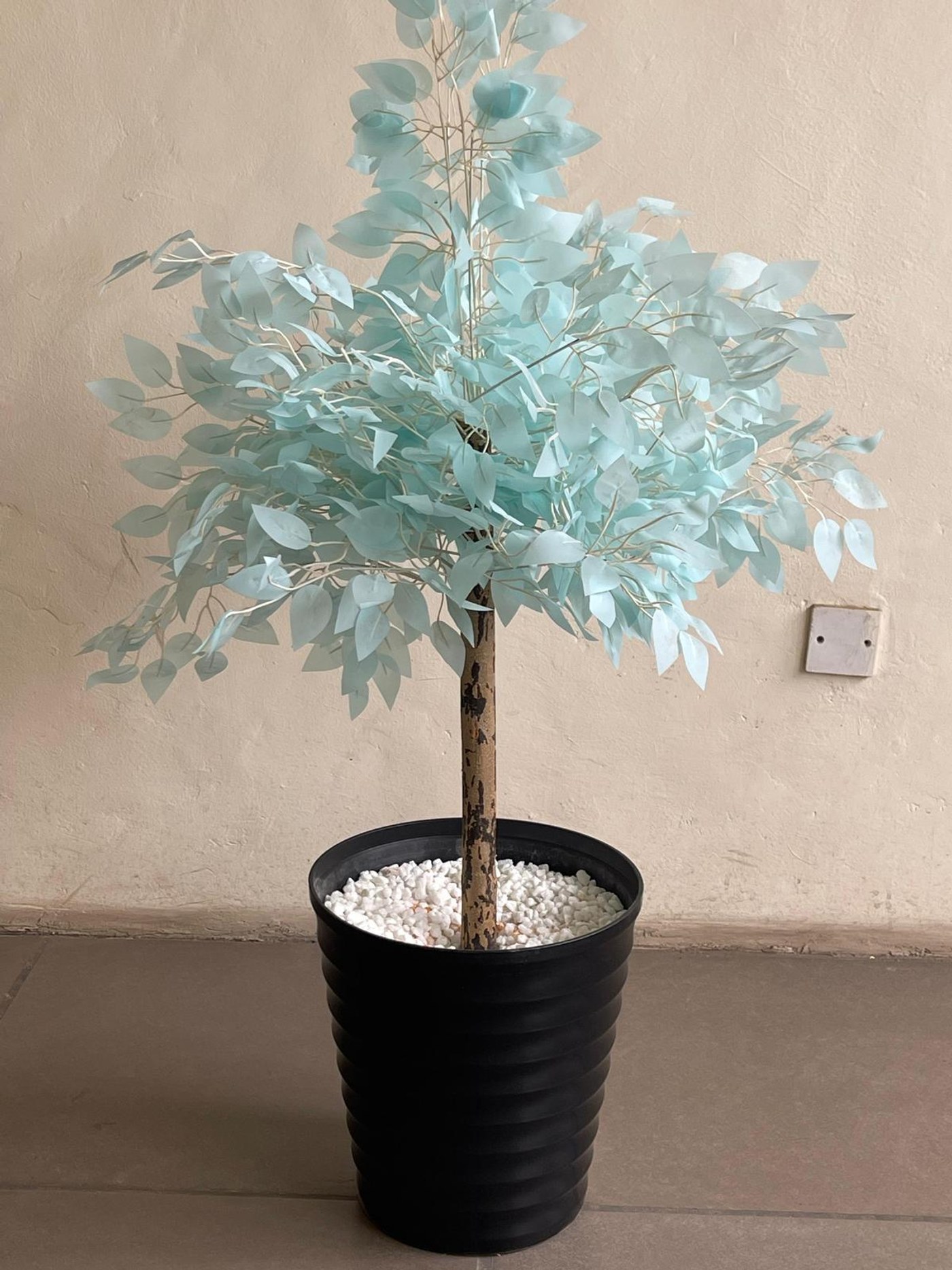Ficus Big Tree