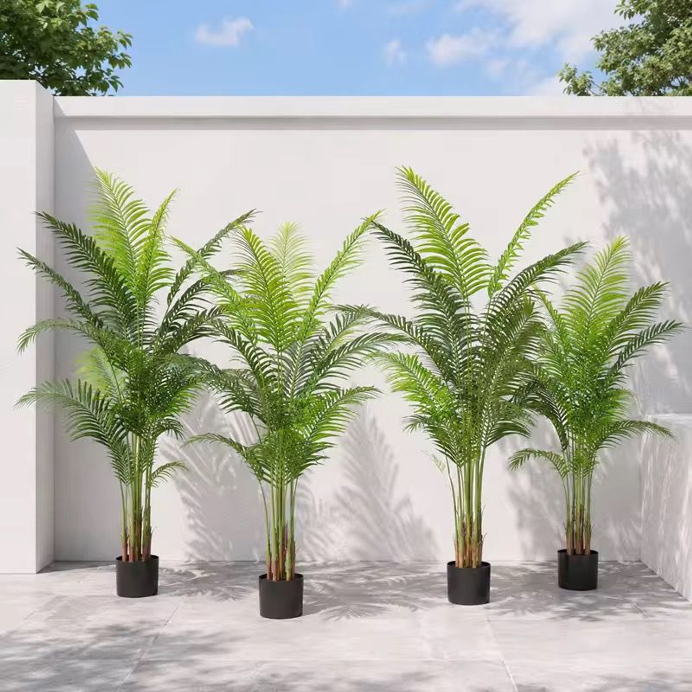 palm-plant-tree