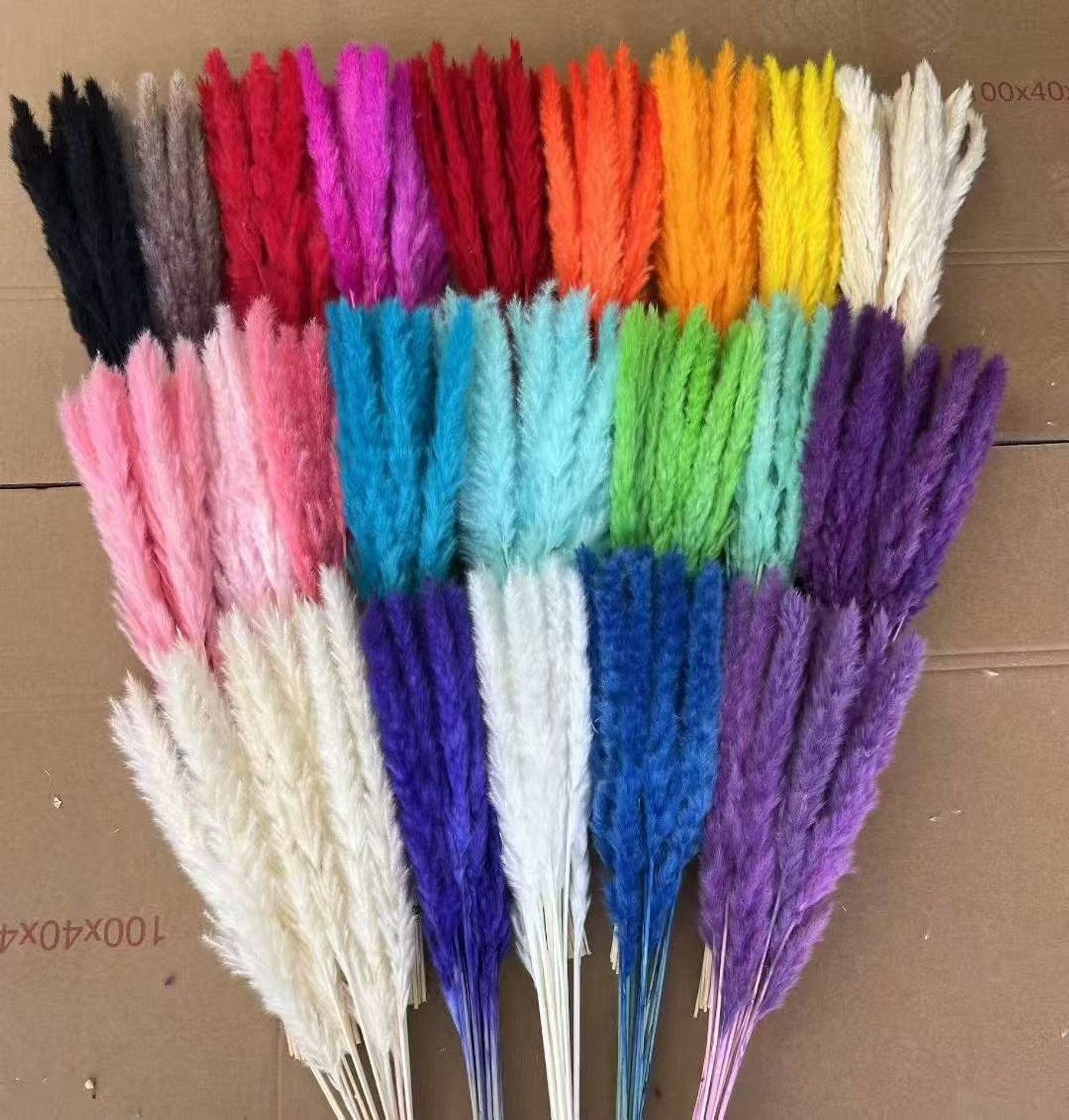 55 Cm Natural Pampas Grass
