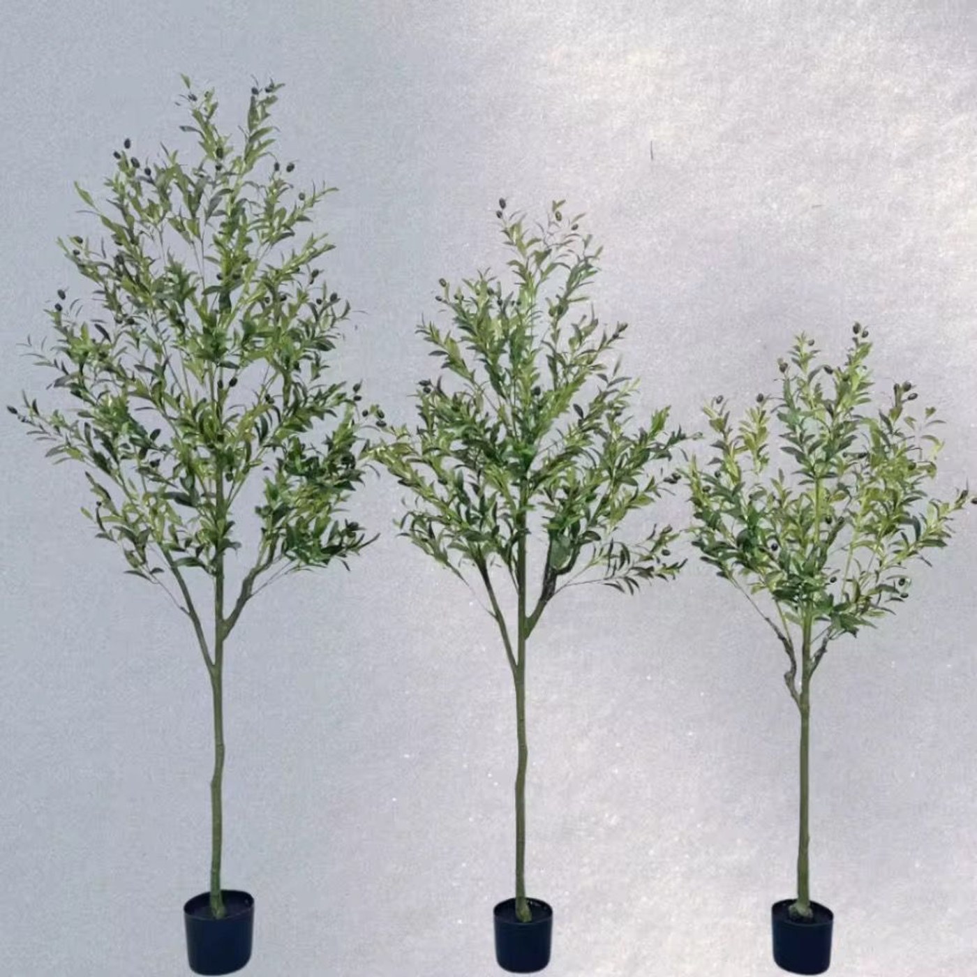 Olive Tree