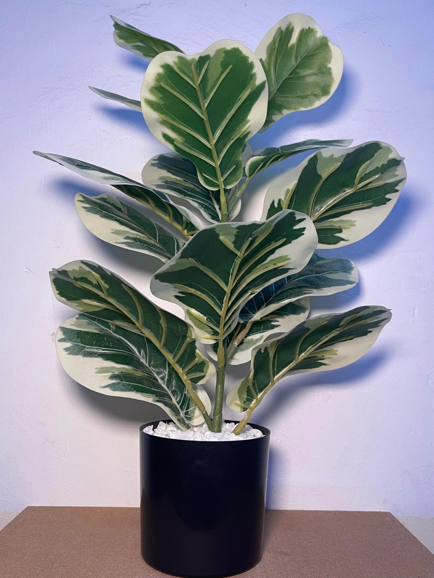 Small Fiddle Tree