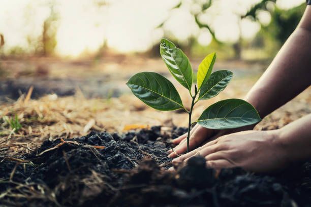 One hundredth tree planted