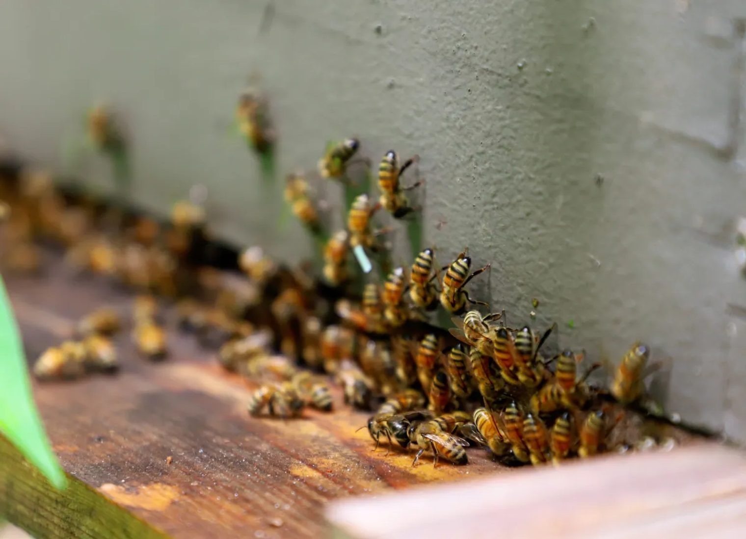 Honeybees gather on the wooden landing board at a pale green hive entrance