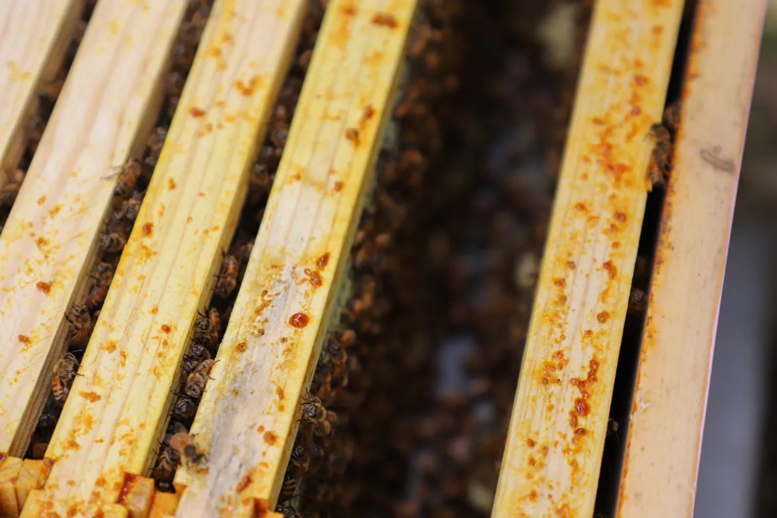 Bees move between rows of wooden frames inside an open hive