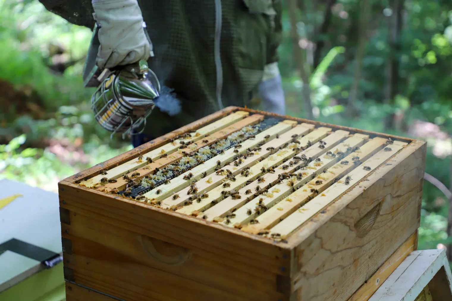 A gloved beekeeper holds a metal smoker over the exposed frames of a wooden hive