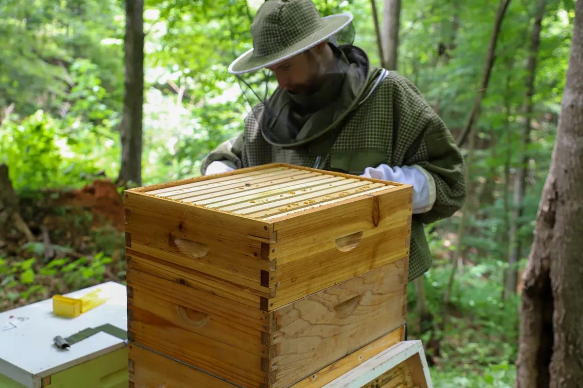 A veiled beekeeper looking into an open hive among the trees