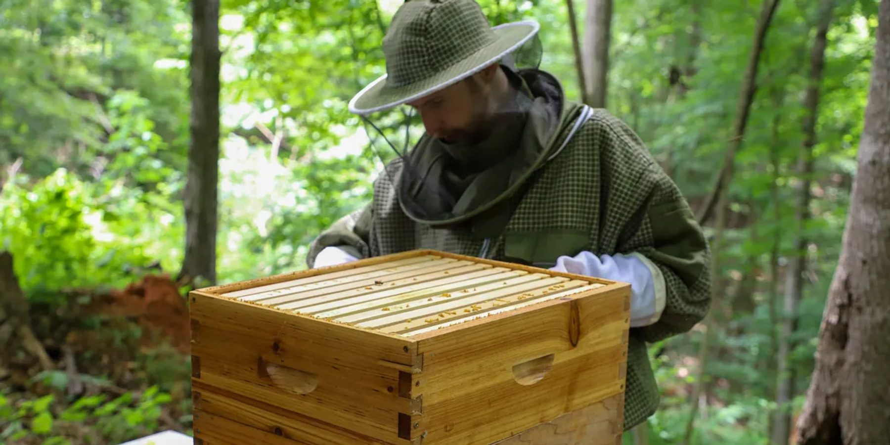 A veiled beekeeper looking into an open hive among the trees