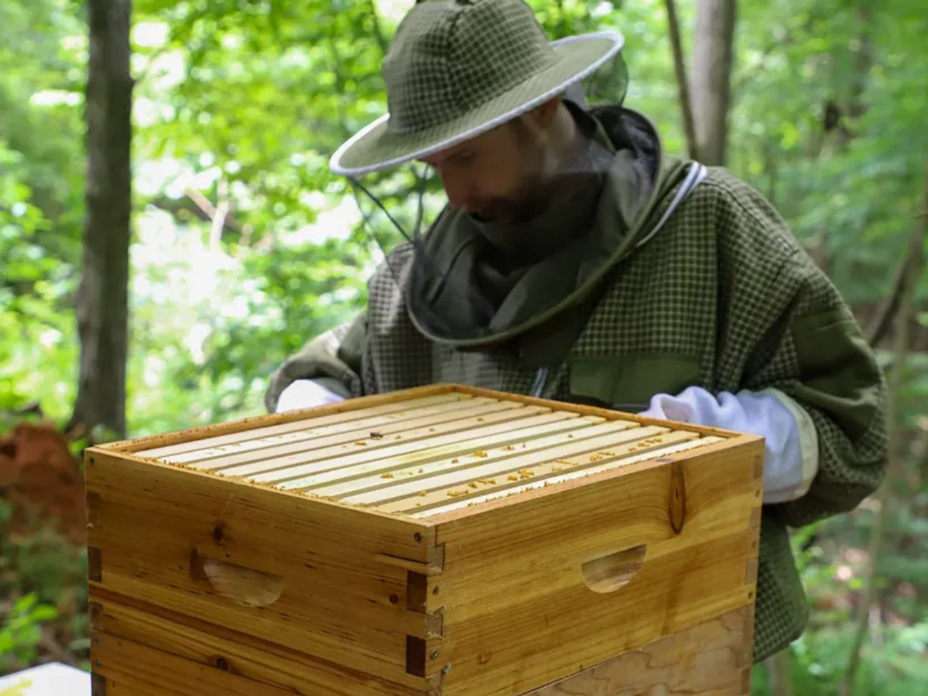 A veiled beekeeper looking into an open hive among the trees