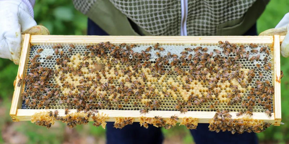 A frame of golden comb covered with bees, held by a beekeeper