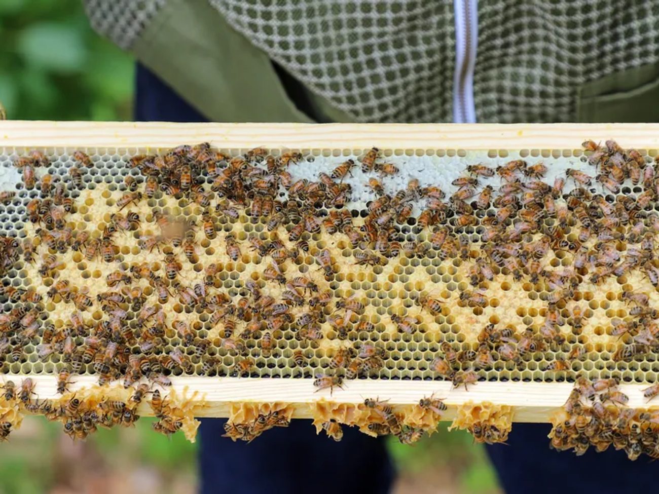 A frame of golden comb covered with bees, held by a beekeeper