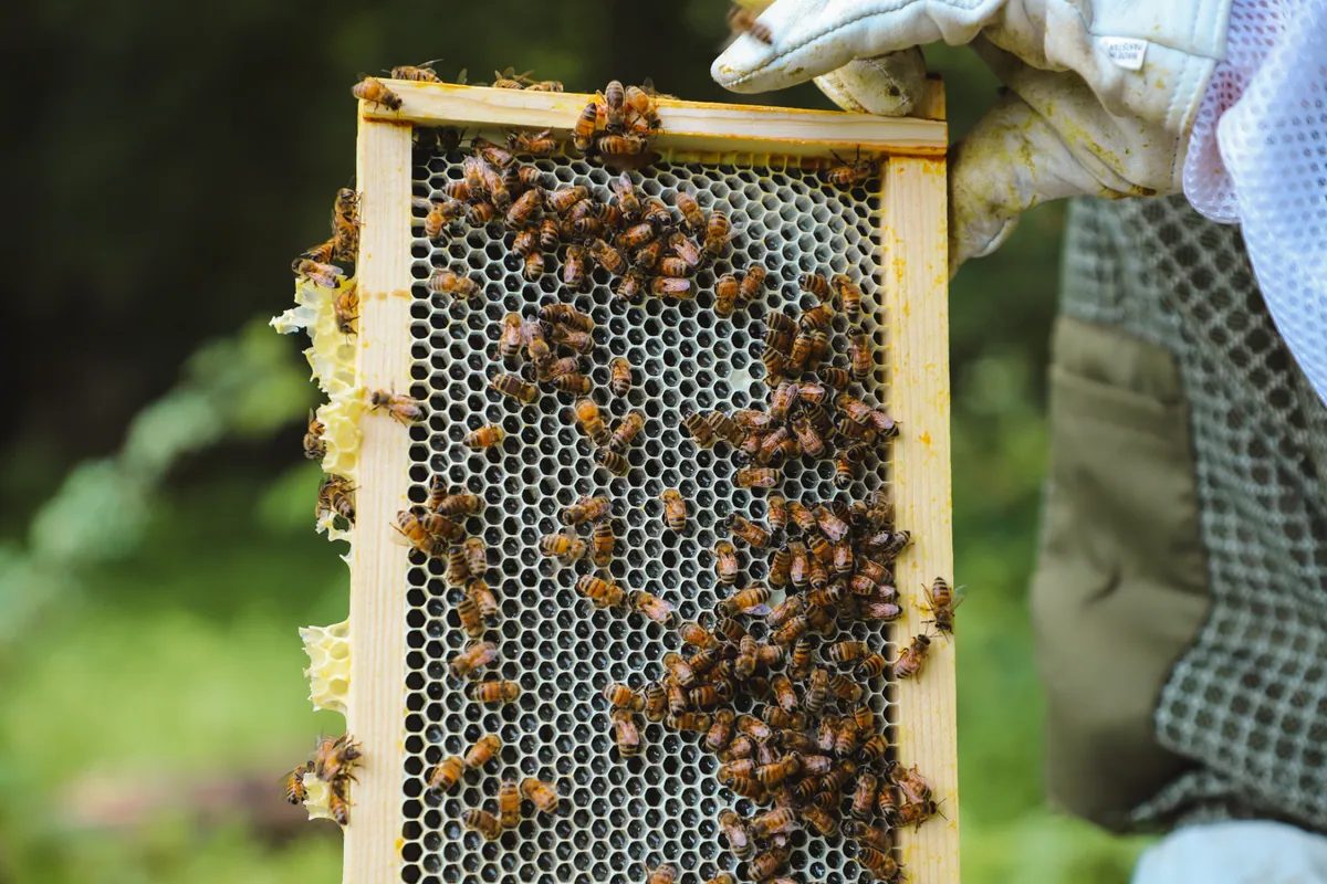 A gloved hand holds a wooden frame covered with bees and open hexagonal comb