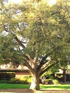 Photo of Trees & Shrubs