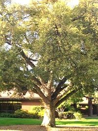Photo of Trees & Shrubs