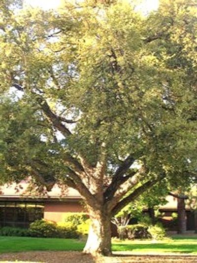 Photo of Trees & Shrubs