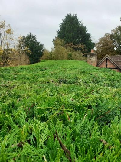 Photo of Hedge Cutting