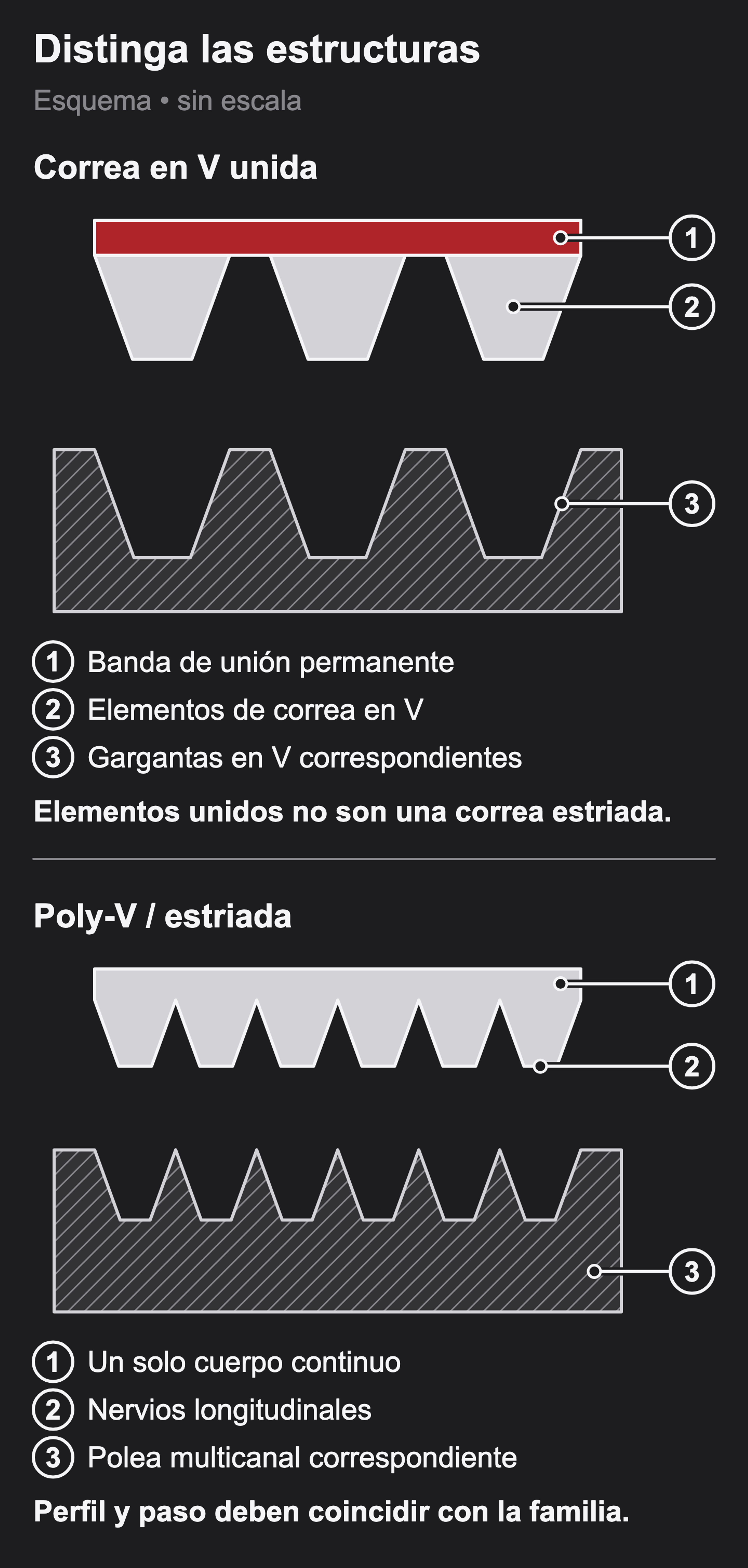 Dos secciones separadas distinguen banda de unión y elementos en V del cuerpo continuo y nervios longitudinales de Poly-V, con sus poleas correspondientes.