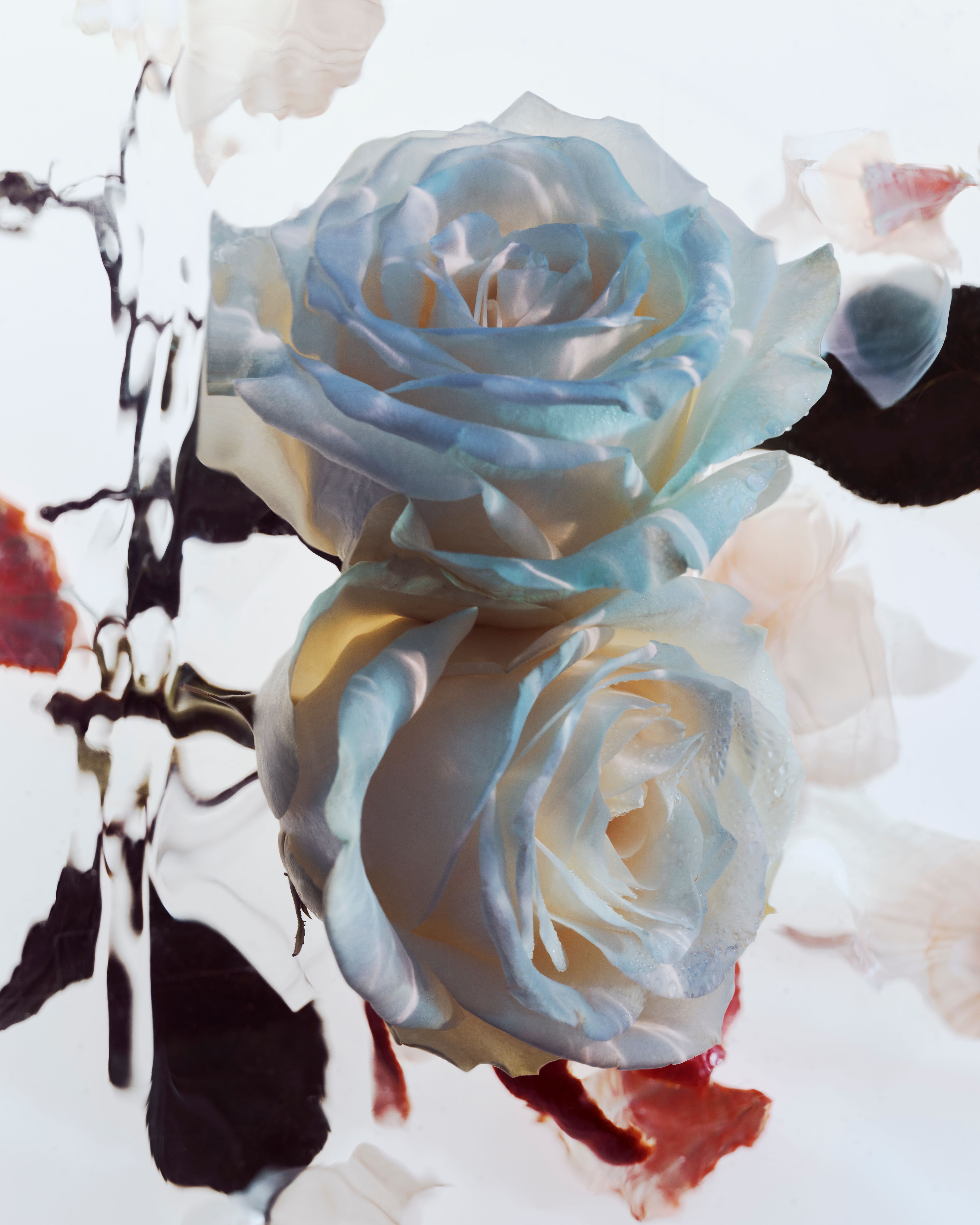 Roses - Romain Roucoules