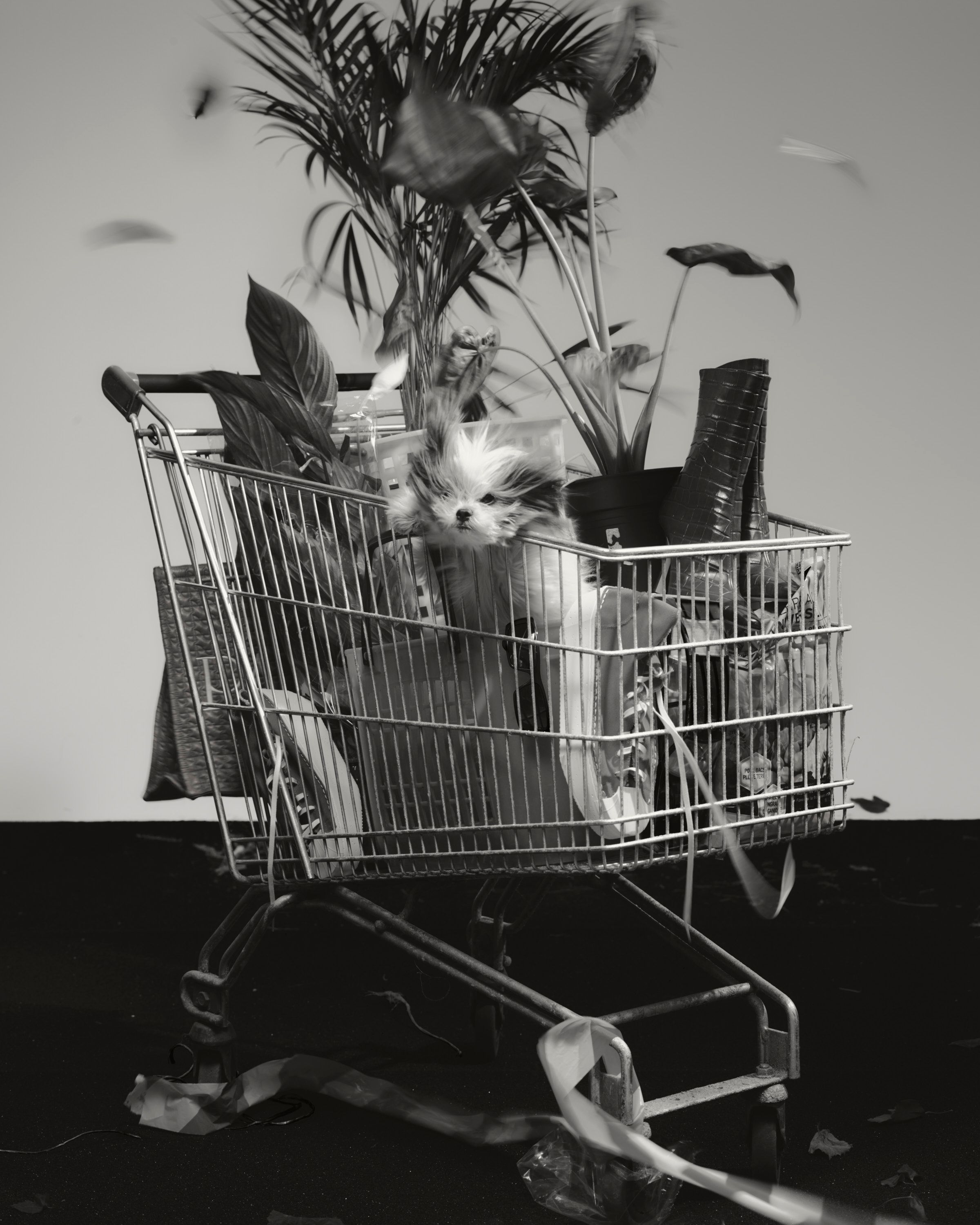 Revue Magazine, Sirocco - Romain Roucoules