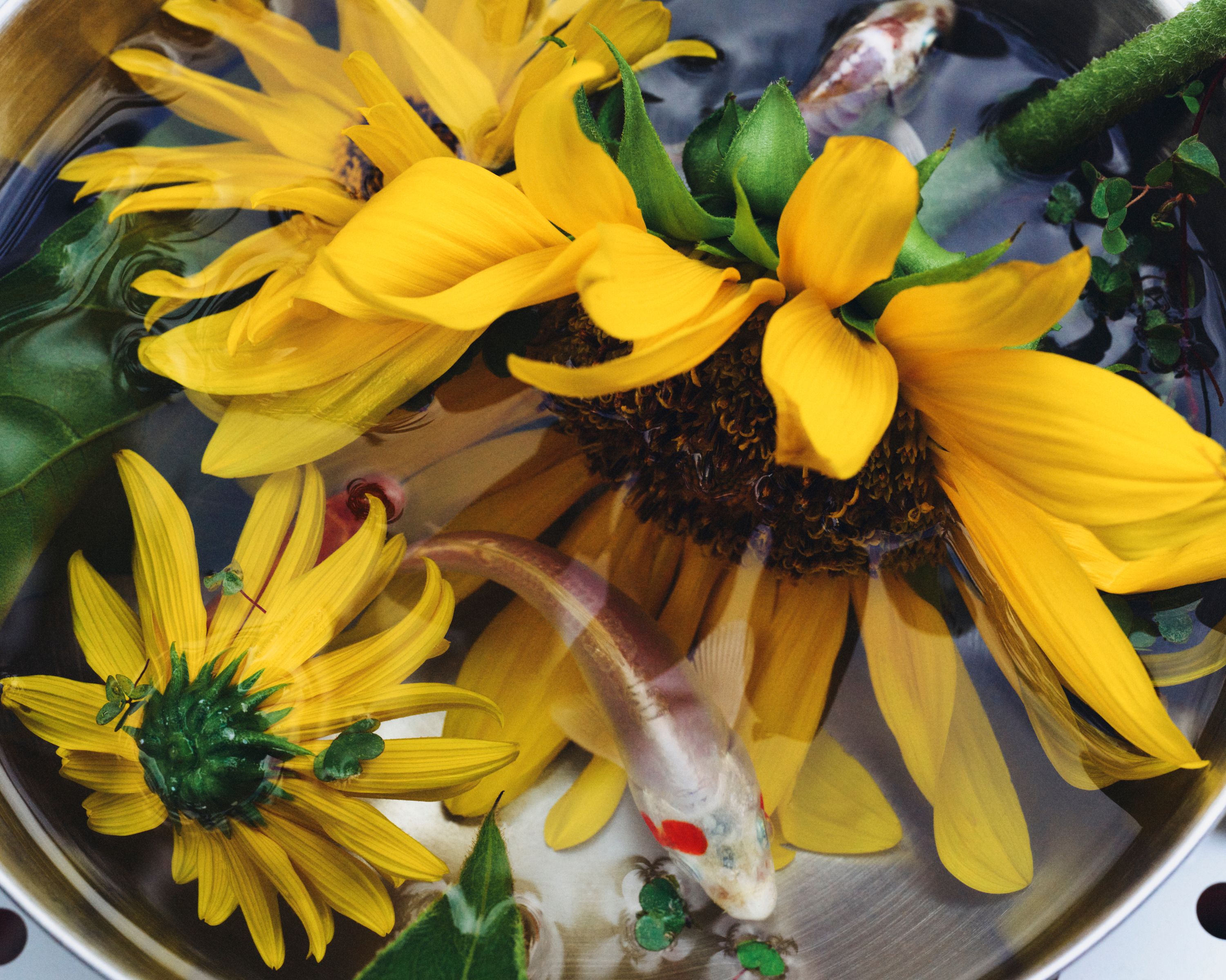 Revue Magazine, Ponds - Romain Roucoules