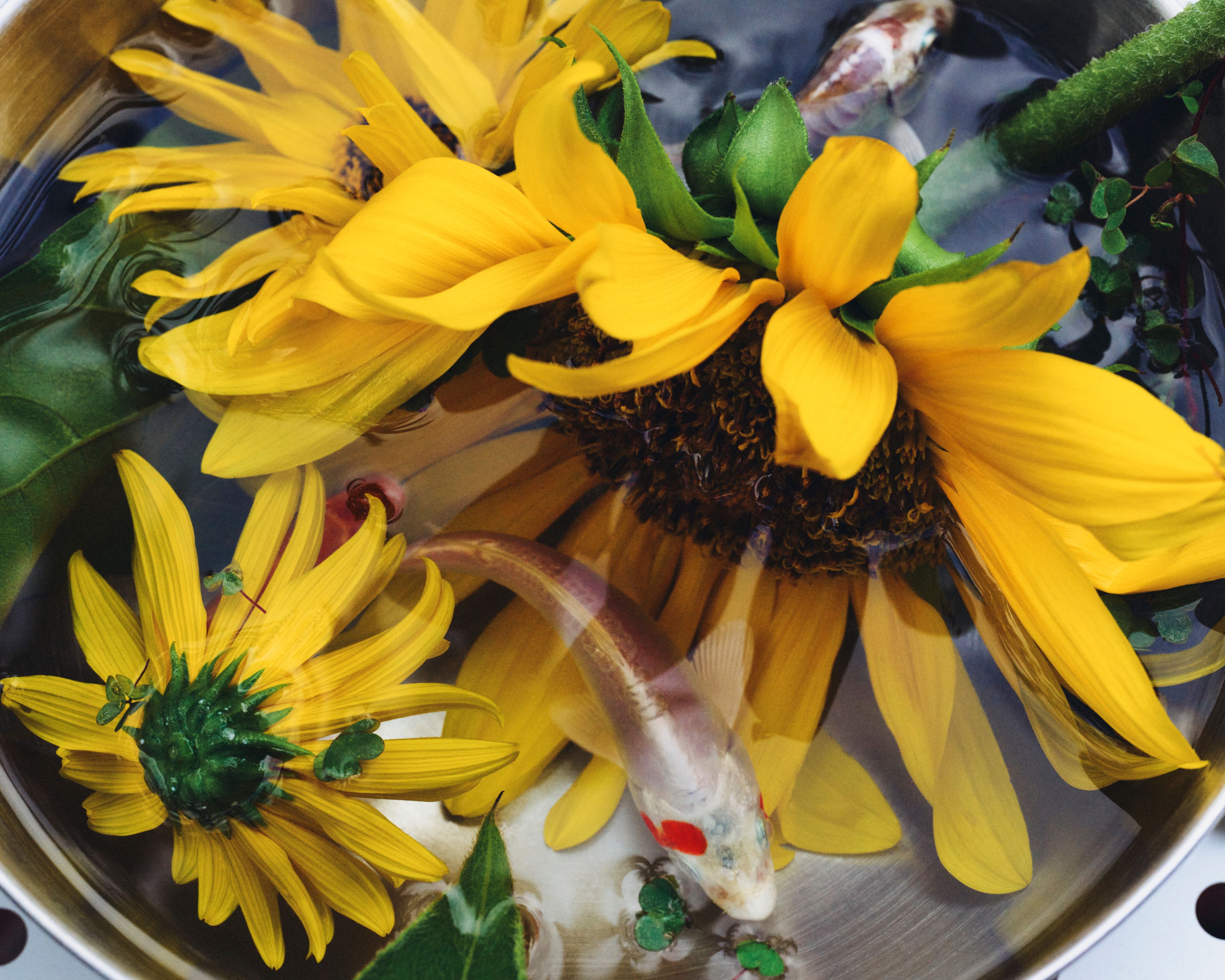 Revue Magazine, Ponds