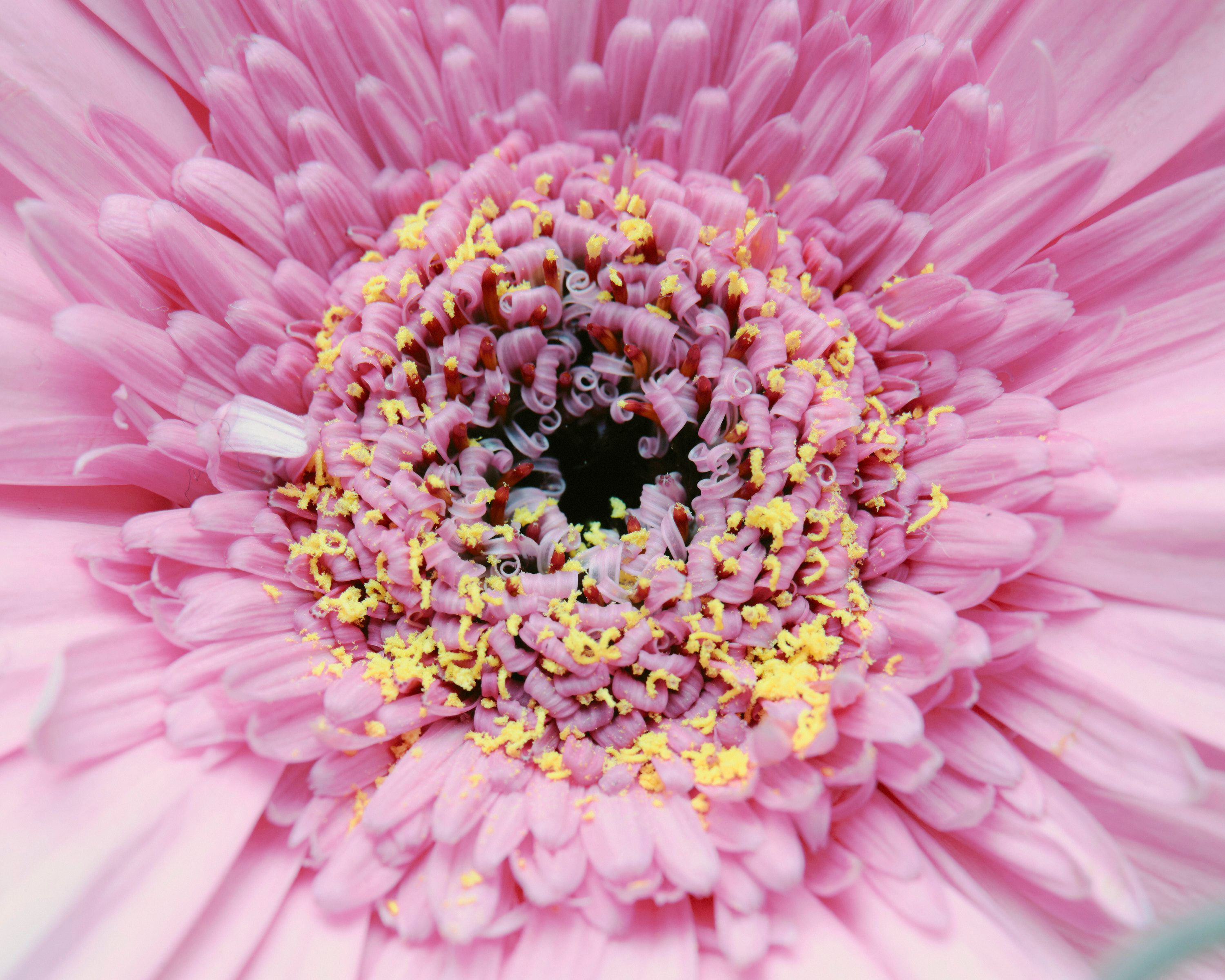 She Loves me, She loves me not - Romain Roucoules