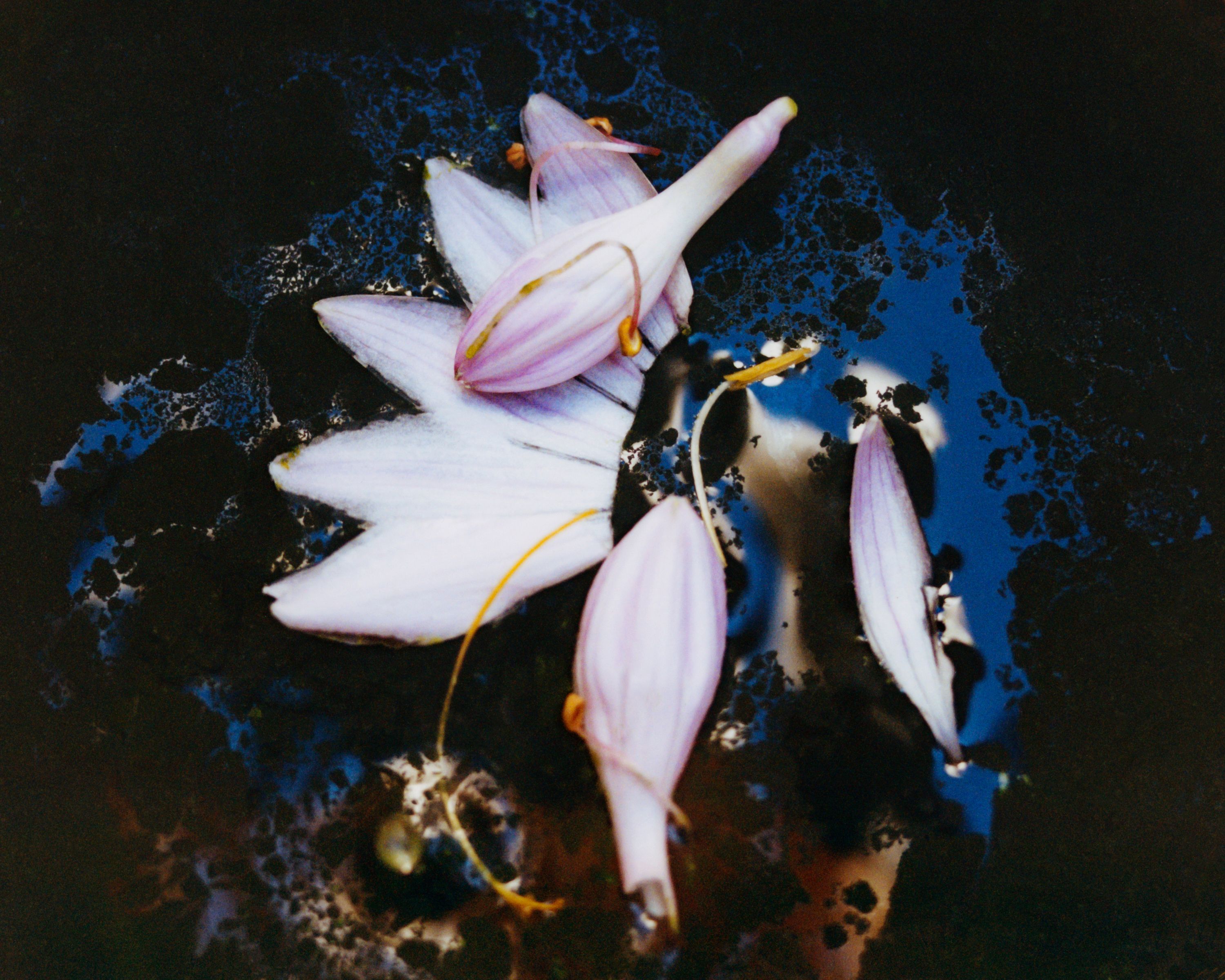 Revue Magazine, Ponds - Romain Roucoules