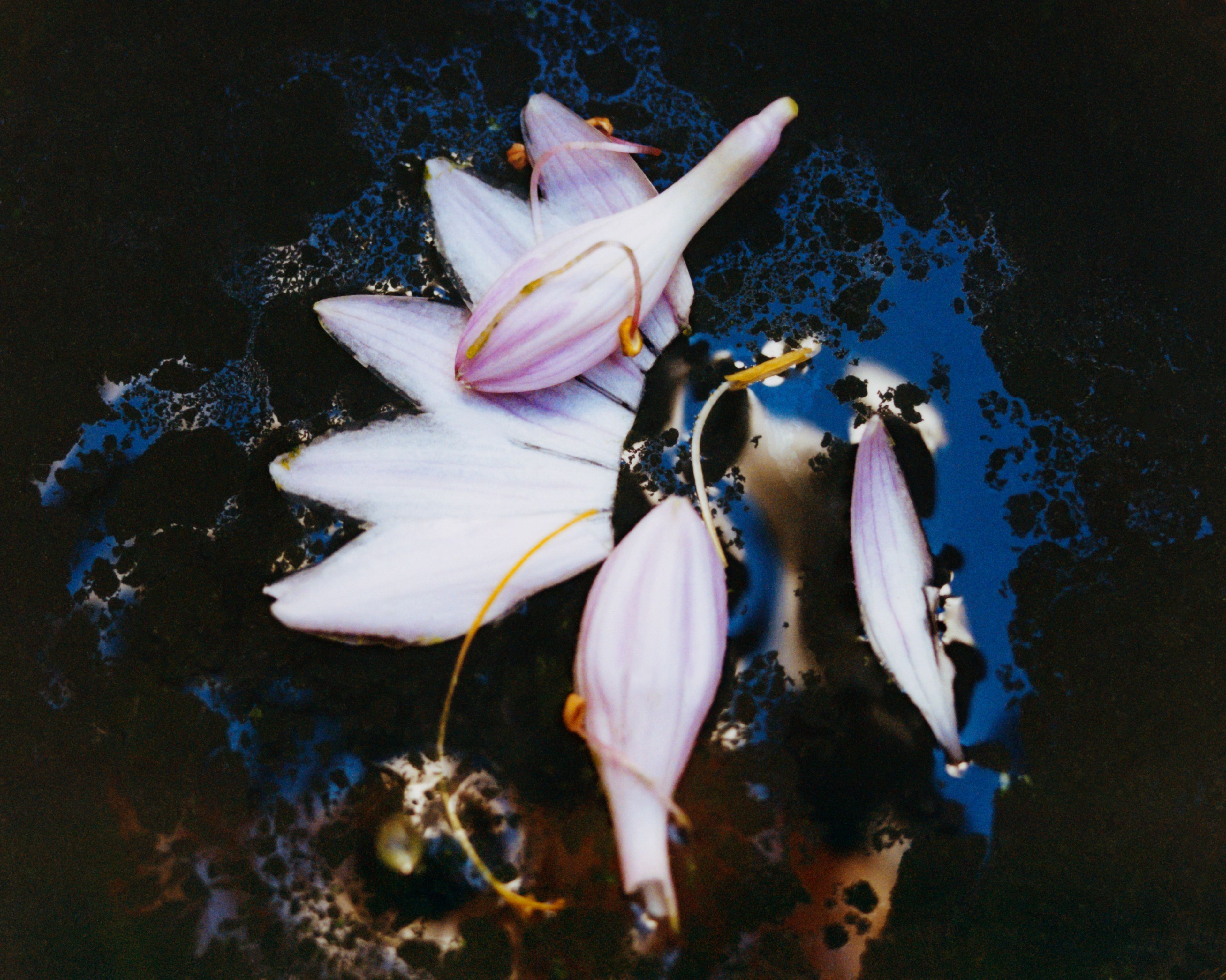 Revue Magazine, Ponds