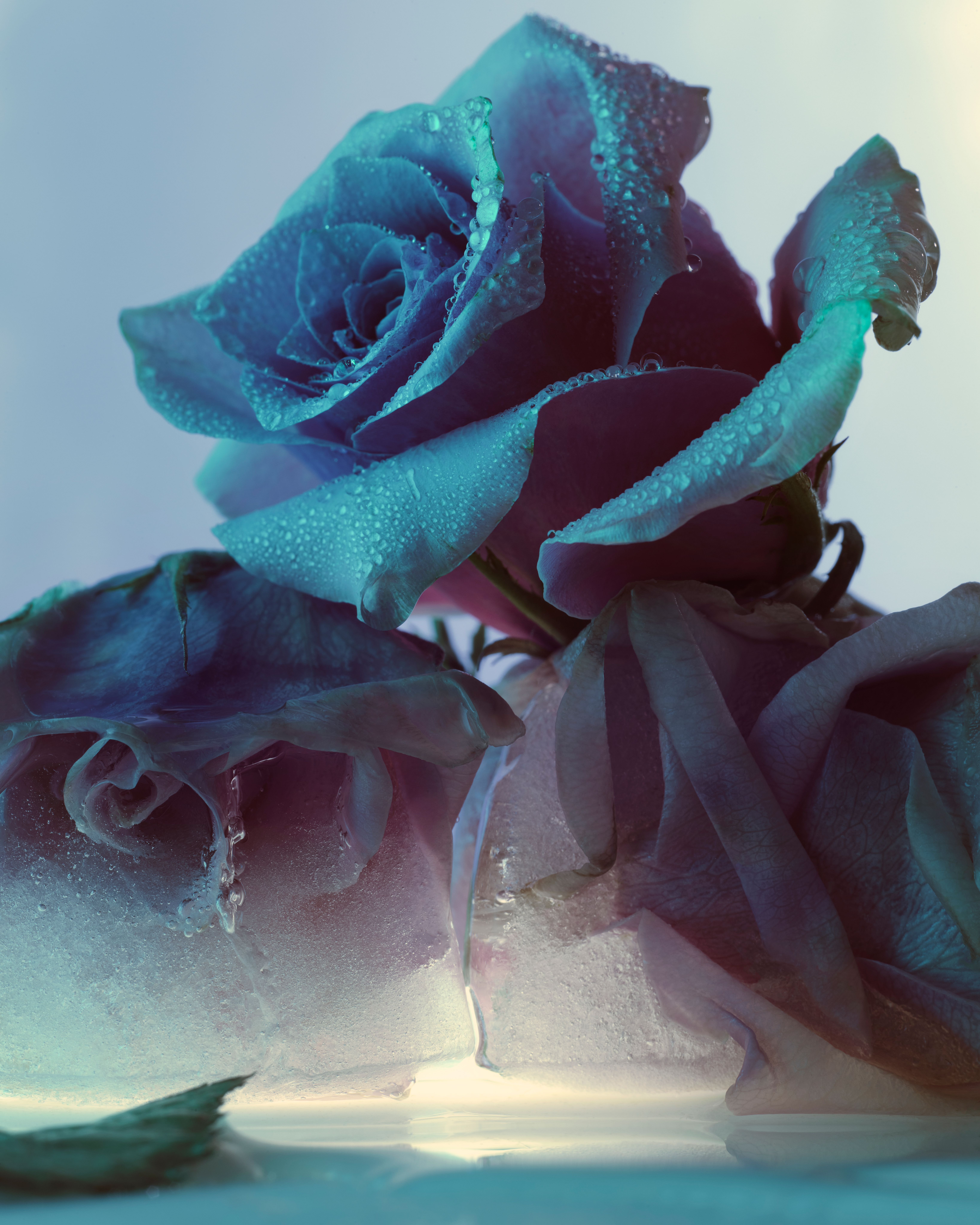 Roses - Romain Roucoules