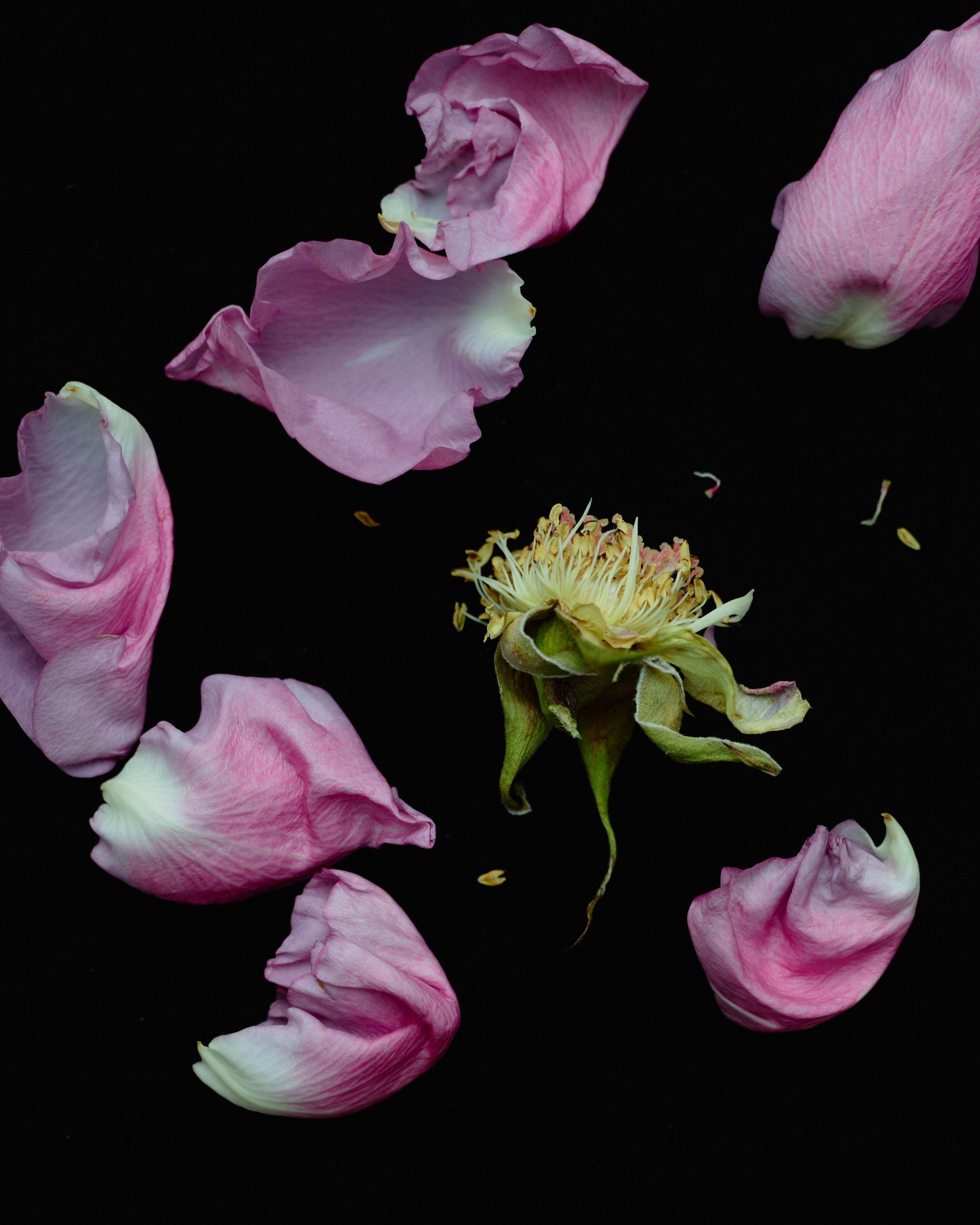 She Loves me, She loves me not - Romain Roucoules