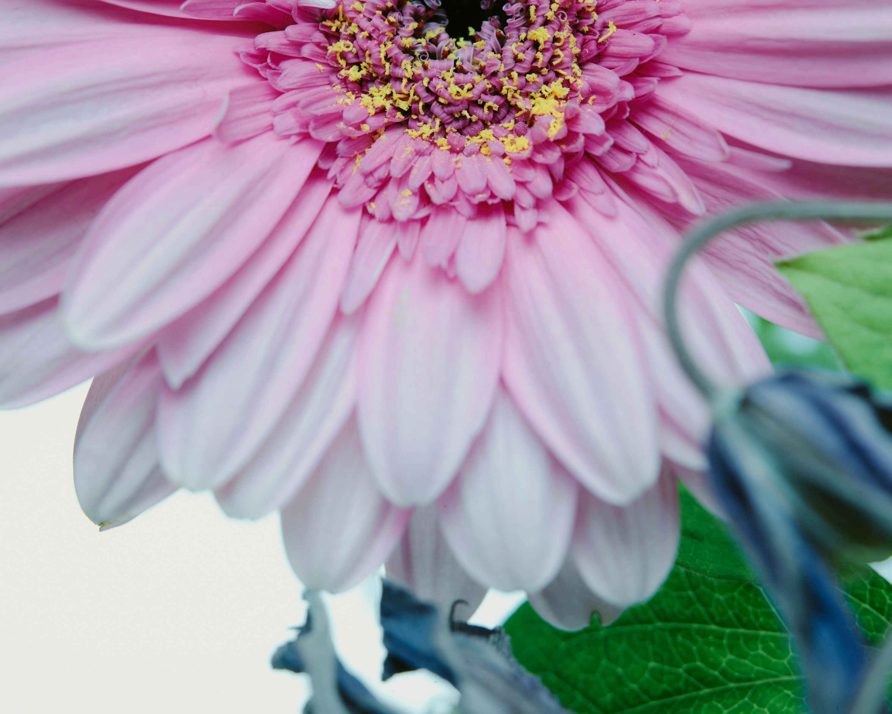 She Loves me, She loves me not - Romain Roucoules