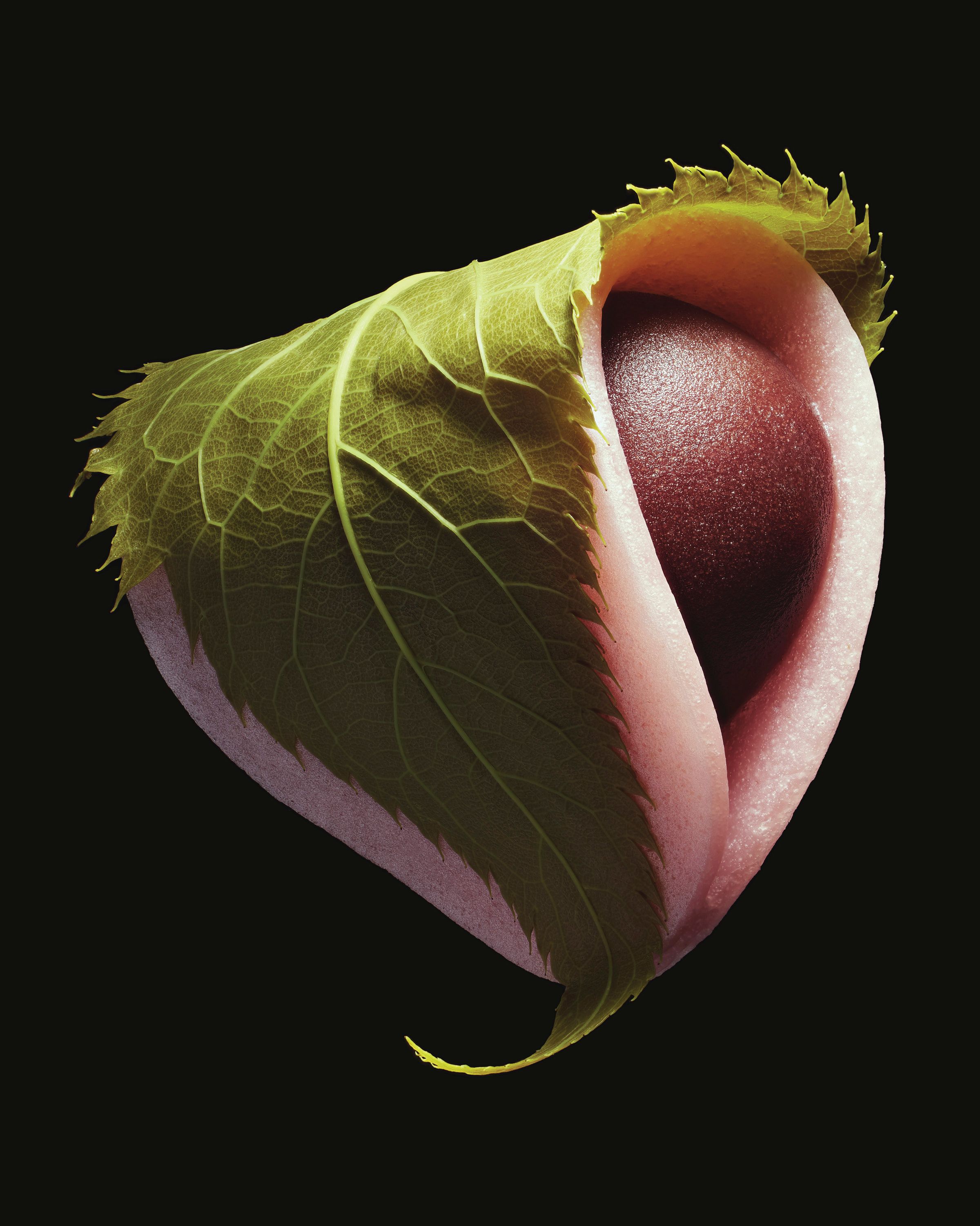 Namagashi, Delights from Toraya - Romain Roucoules